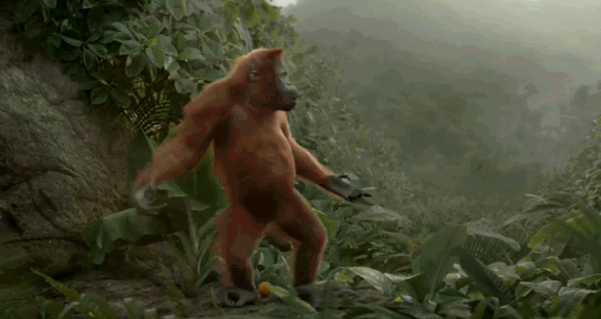 dancing-orangutan.gif