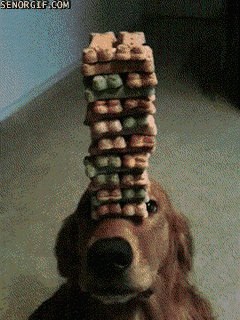 funny-gifs-the-best-reason-to-have-a-dog.gif